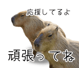 Capybara of Kapi-chan 3 sticker #13997694