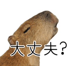 Capybara of Kapi-chan 3 sticker #13997695