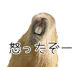 Capybara of Kapi-chan 3 sticker #13997696