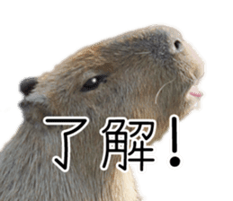 Capybara of Kapi-chan 3 sticker #13997697