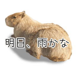 Capybara of Kapi-chan 3 sticker #13997699