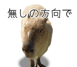 Capybara of Kapi-chan 3 sticker #13997700
