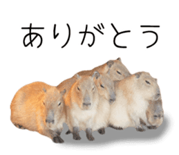 Capybara of Kapi-chan 3 sticker #13997701