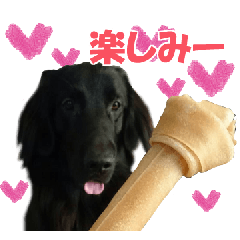 Flat-coated Retriever