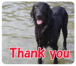 Flat-coated Retriever sticker #13998526
