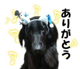 Flat-coated Retriever sticker #13998528