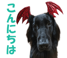 Flat-coated Retriever sticker #13998529