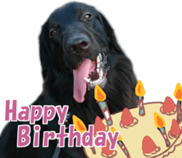 Flat-coated Retriever sticker #13998530