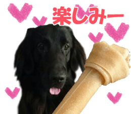 Flat-coated Retriever sticker #13998532