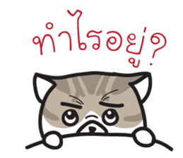 Pe' Mee Na Maew,The Bear is cat sticker #13999690