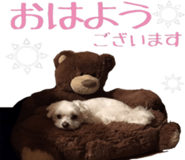 i love maltese sticker #14001071