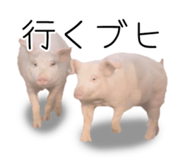 Pig friends sticker #14002030