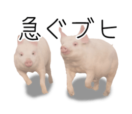 Pig friends sticker #14002031
