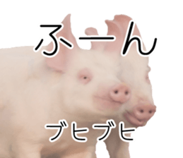 Pig friends sticker #14002032
