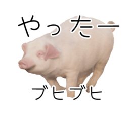 Pig friends sticker #14002033