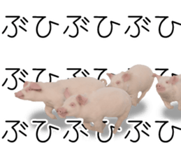 Pig friends sticker #14002035