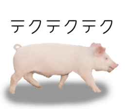 Pig friends sticker #14002037