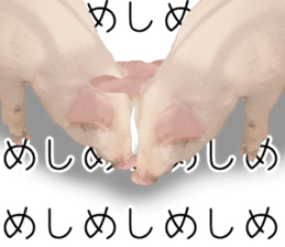 Pig friends sticker #14002038