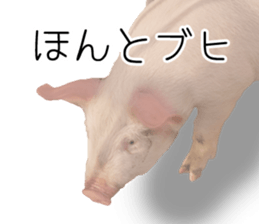 Pig friends sticker #14002040
