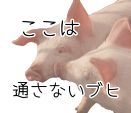 Pig friends sticker #14002041