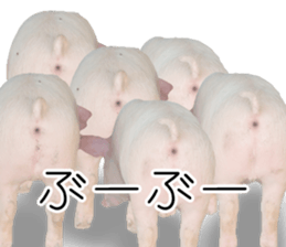 Pig friends sticker #14002042