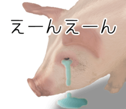 Pig friends sticker #14002043