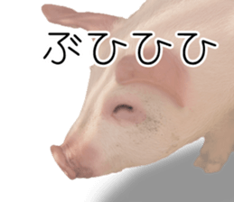 Pig friends sticker #14002044