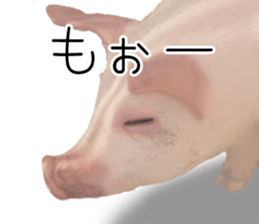 Pig friends sticker #14002045