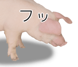 Pig friends sticker #14002046