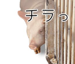 Pig friends sticker #14002047