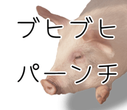 Pig friends sticker #14002048