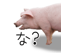Pig friends sticker #14002049