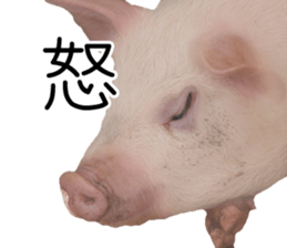 Pig friends sticker #14002050