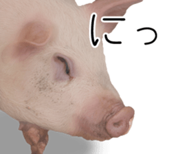 Pig friends sticker #14002053