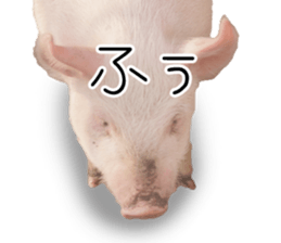 Pig friends sticker #14002054