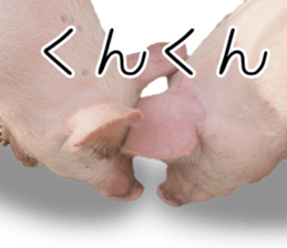 Pig friends sticker #14002055