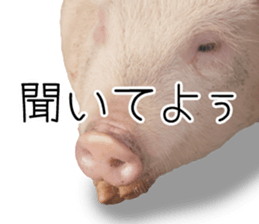 Pig friends sticker #14002056