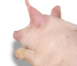 Pig friends sticker #14002058