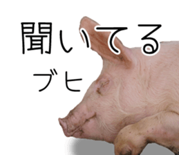 Pig friends sticker #14002059