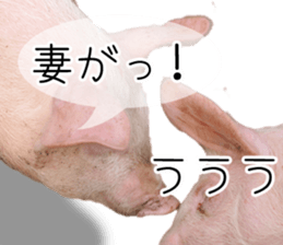 Pig friends sticker #14002060