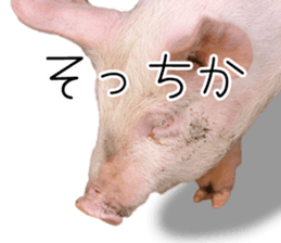 Pig friends sticker #14002061