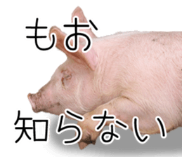 Pig friends sticker #14002062