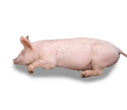 Pig friends sticker #14002063