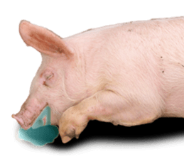 Pig friends sticker #14002064