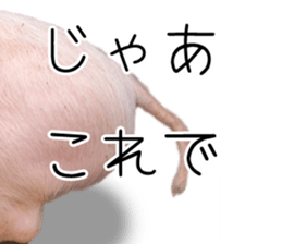 Pig friends sticker #14002065