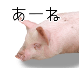 Pig friends sticker #14002066