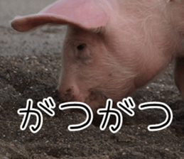 Pig friends sticker #14002067