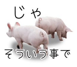 Pig friends sticker #14002068