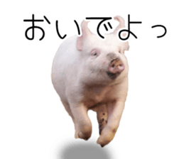 Pig friends sticker #14002069