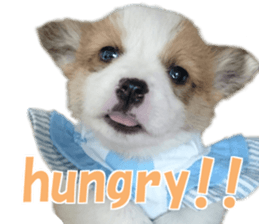 cush sticker #14002288